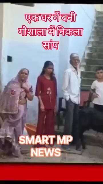 घर की गौशाला में निकला सांप #sagar #smartmpnews #news #shorts
