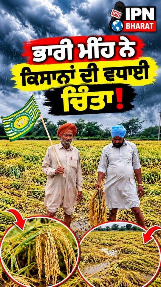 ਭਾਰੀ ਮੀਂਹ ਨੇ ਕਿਸਾਨਾਂ ਦੀ ਵਧਾਈ ਚਿੰਤਾ! ਖੇਤਾਂ ’ਚ ਵਿਛੀ ਜੀਰੀ ਦੀ ਫ਼ਸਲ, ਕਿਸਾਨਾਂ ਦਾ ਭਾਰੀ ਨੁਕਸਾਨ