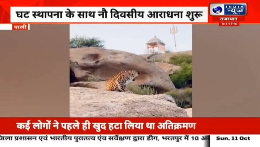 नवरात्रि के पहले दिन माताजी मंदिर के पास दिखा लेपर्ड, श्रद्धालुओं में चर्चा, गरबा महोत्सव की धूम शुरू रिपोर्ट प्रहलादसिंह इंडिया न्यूज