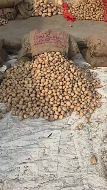 गुल्ला आलू के भाव में होंगी कल से भाव में बापसी नए भाव के साथ होंगी आलू की बिक्री #aalukabhav