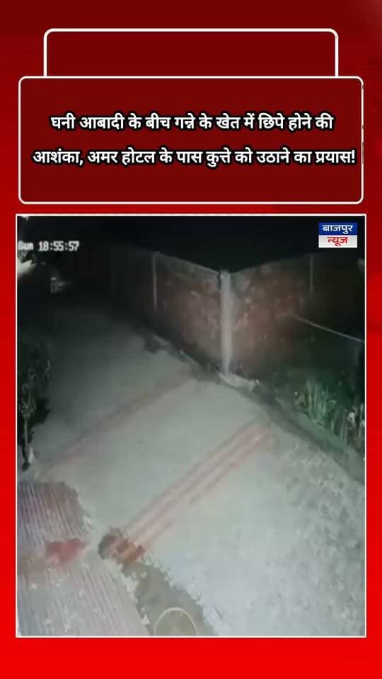 बाजपुर में लेपर्ड की दस्तक से दहशत!
घनी आबादी के बीच गन्ने के खेत में छिपे होने की आशंका, अमर होटल के पास कुत्ते को उठाने का प्रयास!