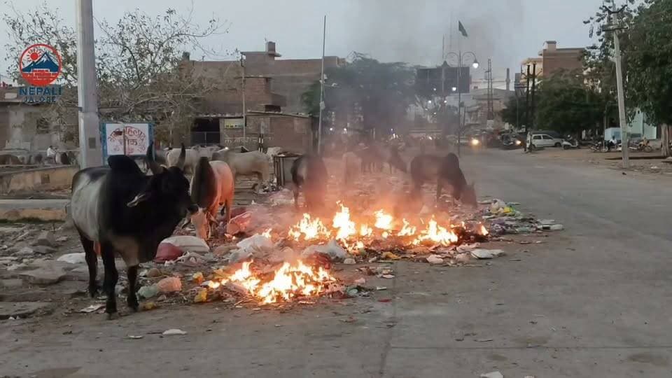 जालोर शहर में नगर परिषद की लापरवाही, समय पर नहीं हटाया जा कचरा, लोगों ने आग लगा कर जलाया, इस दौरान दिन भर खड़े रहने वाले बेसहारा पशु भी पॉलिथीन खाते हुए नजर आते हैं।