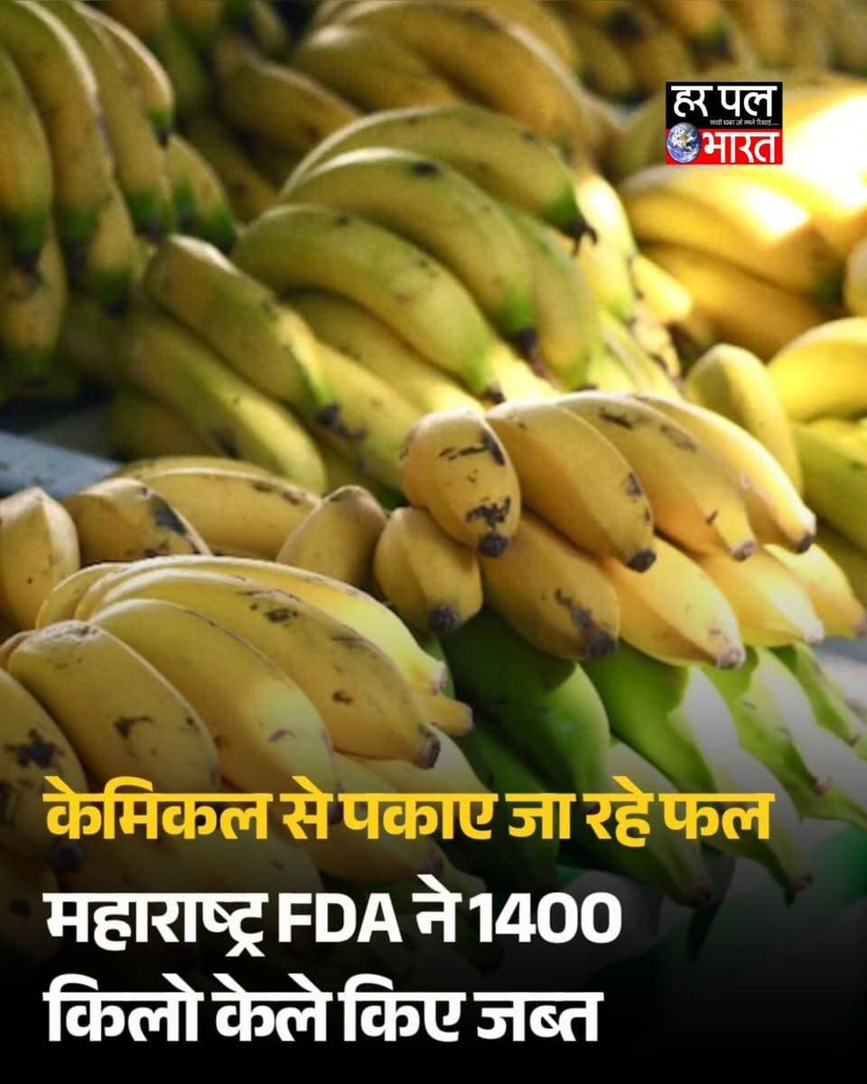 मुंबई में खाद्य सुरक्षा पर बड़ी कार्रवाई 🚨
नवी मुंबई में एथेफोन के घोल में केले डुबोते कर्मचारी को पकड़ा गया। FDA ने 1,394 किलो केले जब्त किए, जिनकी कीमत करीब ₹67,814 बताई गई।
मुंबई के 11 खाद्य प्रतिष्ठानों में भी जांच के दौरान खाद्य सुरक्षा और साफ-सफाई के नियमों का उल्लंघन मिला। बोरीवली के एक रेस्टोरेंट में गलत तापमान पर खाद्य सामग्री का भंडारण, ऑडिट संबंधी खामियां और मक्खियां-कीड़े पाए गए।
वहीं, पुणे डिवीजन में मिलावटी दूध के मामलों में भी केस दर्ज किए गए।
#Mumbai #NaviMumbai #FoodSafety #FDA #Banana FoodAdulteration Pune MilkAdulteration FoodInspection BreakingNews NewsUpdate Maharashtra
