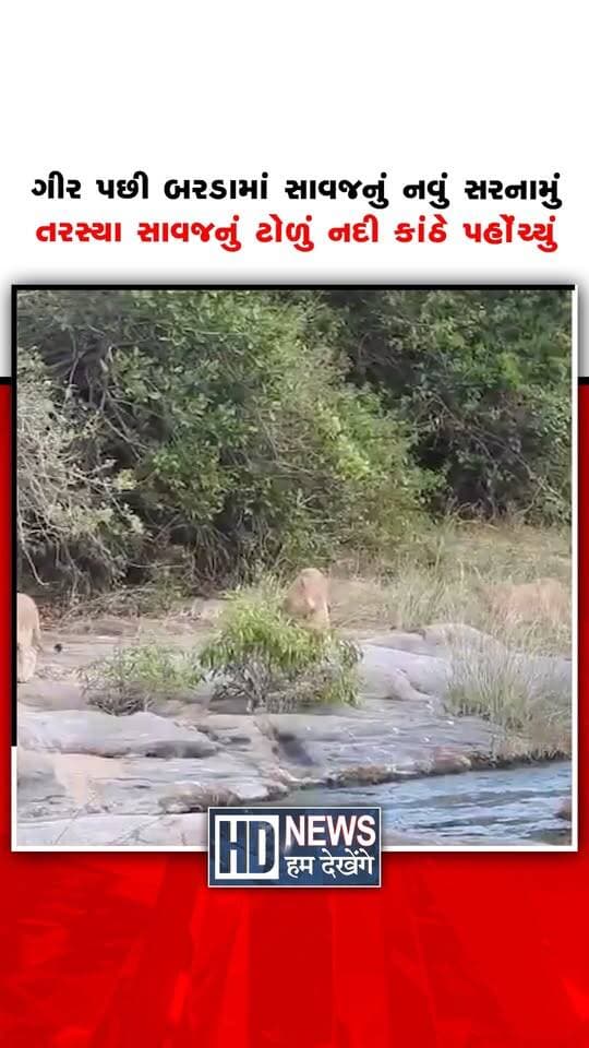 ગુજરાતના એશિયાઈ સિંહો માટે બરડા વન્યજીવ અભયારણ્ય નવા આશ્રયસ્થાન તરીકે ઉભરી રહ્યું છે. પોરબંદર અને દેવભૂમિ દ્વારકા જિલ્લામાં આવેલું આ અભયારણ્ય 192.31 ચોરસ કિલોમીટરમાં ફેલાયેલું છે. તાજેતરના વૈજ્ઞાનિક અભ્યાસમાં બરડાનું રહેઠાણ સિંહોની લાંબા ગાળાની વસતી માટે સંભવિત રીતે અનુકૂળ હોવાનું તારણ મળ્યું છે. કુદરતી રીતે આવેલા નર સિંહ અને વન વિભાગ દ્વારા લવાયેલી પાંચ માદાઓથી અહીં સિંહોની પુનઃવસાહત થઈ છે. આ અભ્યાસ ગીરની બહાર સિંહોના સંરક્ષણ માટે બરડાની મહત્વપૂર્ણ ભૂમિકા દર્શાવે છે. જોકે, મર્યાદિત નમૂના અને ટૂંકા ગાળાના મૂલ્યાંકનને કારણે વધુ અભ્યાસ તથા સતત દેખરેખ જરૂરી છે.
#asiaticlion #bardawildlife #lionconservation #gujaratwildlife #humdekhengenews