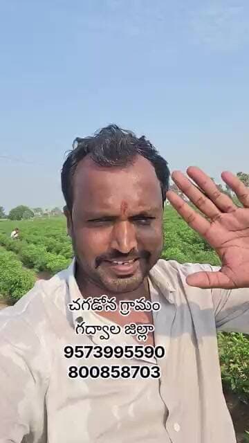 చగడోన గ్రామం గద్వాల జిల్లా #మిరప