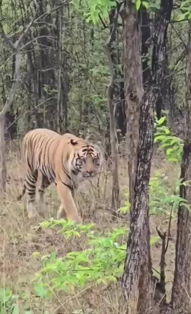 #tiger