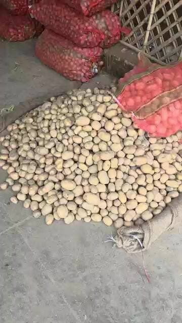 सफ़ेद आलू के भाव में हुए बदलाब किसान भाई हो जाओ सावधान 🙏