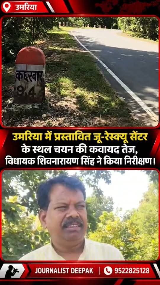 💥 उमरिया में प्रस्तावित जू-रेस्क्यू सेंटर की तैयारी तेज
बांधवगढ़ टाइगर रिजर्व से रेस्क्यू किए जाने वाले वन्यजीवों के लिए प्रस्तावित जू-रेस्क्यू सेंटर के स्थल चयन की कवायद शुरू हो गई है। विधायक शिवनारायण सिंह, राजस्व विभाग की टीम और तहसीलदार जितेंद्र सोनी ने प्रस्तावित स्थल का निरीक्षण किया। करीब 25 एकड़ जमीन पर सेंटर प्रस्तावित है। इससे वन्यजीव संरक्षण के साथ उमरिया में पर्यटन और स्थानीय रोजगार को बढ़ावा मिलने की उम्मीद है।
#Umaria #ZooRescueCenter #WildlifeConservation #Bandhavgarh #BandhavgarhTigerReserve WildlifeRescue Tourism UmariaTourism MadhyaPradesh ShivnarayanSingh UmariaNews JournalistDeepak