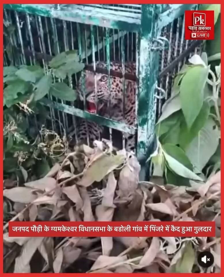 #जनपद पौड़ी के यमकेश्वर विधानसभा के बडोली गांव में पिंजरे में कैद हुआ गुलदार,ग्रामीण लोगो ने ली राहत की सांस