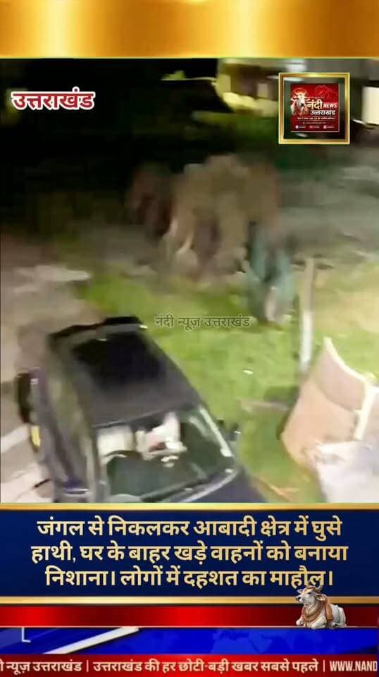 पर्वतीय क्षेत्र से जंगली हाथियों का आवासीय क्षेत्र में आतंक, वाहनों को पहुंचाया नुकसान।
जंगल से निकलकर जंगली हाथियों का एक दल आवासीय इलाके में घुस आया। हाथियों ने घर के बाहर खड़ी एक स्कूटी को अपनी सूंड से पटक दिया और वहां रखे हेलमेट को पैरों से कुचल डाला। काफी देर तक इलाके में उत्पात मचाने और दहशत का माहौल बनाने के बाद हाथी वापस जंगल की ओर चले गए।