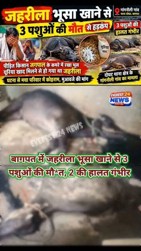 🚨 बागपत में जहरीला भूसा खाने से 3 पशुओं की मौ*त, 2 की हालत गंभीर!
बागपत। दोघट थाना क्षेत्र के गांगनौली गांव में जहरीला भूसा खाने से तीन पशुओं की मौत का मामला सामने आया है। घटना के बाद पीड़ित किसान जगपाल के परिवार में कोहराम मचा हुआ है।
बताया जा रहा है कि किसान के कमरे में रखा भूसा यूरिया खाद के संपर्क में आने से जहरीला हो गया था। इसी भूसे को खाने के बाद एक भैंसे और दो भैंसों की तड़प-तड़पकर मौ*त हो गई। वहीं, तीन अन्य पशुओं की हालत गंभीर बताई जा रही है।
घटना से किसान को भारी आर्थिक नुकसान हुआ है। पीड़ित किसान ने प्रशासन से नुकसान का आकलन कराकर उचित मुआवजा दिलाने की मांग की है।
📍 मामला: गांव गांगनौली, थाना दोघट, जनपद बागपत।
#Baghpat #BaghpatNews #Doghat #Gangnauli #पशुपालन #किसान #BreakingNews #UttarPradesh