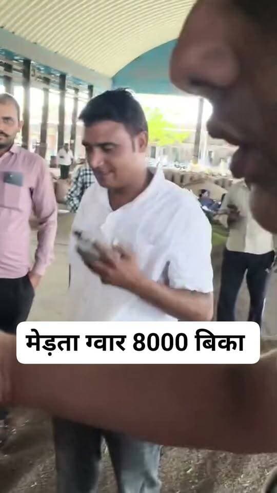 मेड़ता मंडी ग्वार 8000 बिका
