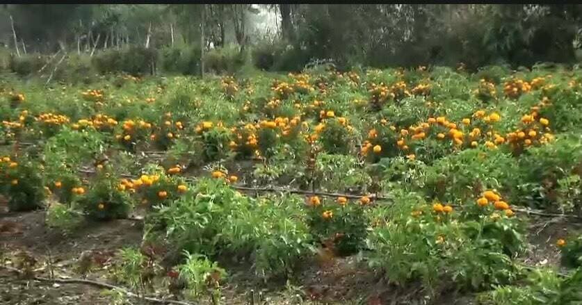 ➡️ सेवा संकल्प अभियान 2026: सेवा की कहानी
सब्जियों से फूलों की खेती की ओर बढ़े किसान निहाल पटेल, गुलाब की खेती से हर महीने 30 से 35 हजार रुपये का मुनाफा
सेवा संकल्प अभियान 2026 के तहत ‘कहानी सेवा की’ श्रृंखला में आज हम बात कर रहे हैं, सागर के प्रगतिशील किसान श्री निहाल पटेल की, जिन्होंने पारंपरिक सब्जी उत्पादन के साथ फूलों की खेती को अपनाकर अपनी आय बढ़ाने की दिशा में कदम बढ़ाया है। किसान निहाल पटेल ने उद्यानिकी विभाग के मार्गदर्शन एवं सहयोग से गुलाब और गेंदे की खेती शुरू की। सिंचाई के लिए ड्रिप और स्प्रिंकलर जैसी आधुनिक सुविधाओं का उपयोग कर वे खेती को अधिक व्यवस्थित और लाभकारी बनाने का प्रयास कर रहे हैं।
निहाल पटेल को गुलाब की खेती से ही हर महीने लगभग 30 से 35 हजार रुपये का मुनाफा हो रहा है। उनकी यह पहल बताती है कि पारंपरिक फसलों के साथ फूलों की खेती को अपनाकर किसान अपनी आय के नए अवसर तलाश सकते हैं। निहाल पटेल का अनुभव युवा किसानों के लिए प्रेरणादायक है। उद्यानिकी विभाग के मार्गदर्शन और आधुनिक सिंचाई तकनीकों का उपयोग कर किसान खेती में विविधता लाने के साथ अपनी आर्थिक स्थिति को मजबूत करने की दिशा में आगे बढ़ सकते हैं।
#jansamparkMP #sagar