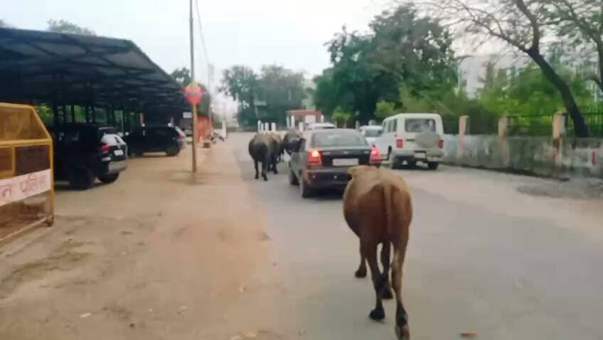सतना में भैंसों ने किया कलेक्टर ऑफिस का घेराव! बोलीं- हमारा भी सुनो!
सतना में आवारा पशुओं ने नगर निगम को आईना दिखा दिया। दर्जनों भैंसों का झुंड अपनी समस्या लेकर जिले के सबसे बड़े कार्यालय पहुंचा, पर टाइम ओवर होने के कारण किसी से मुलाकात नहीं हुई। रोज इसी रास्ते से निकलती हैं, वाहन फंसते हैं, और नगर निगम का हाका गैंग फाइलों में हरियाली घास चर रही है।
