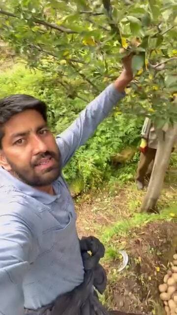 निचार: किन्नौर के मुसरंग कंडे में बिना केमिकल आलू की खेती और 6 महीने तक पारंपरिक भंडारण
