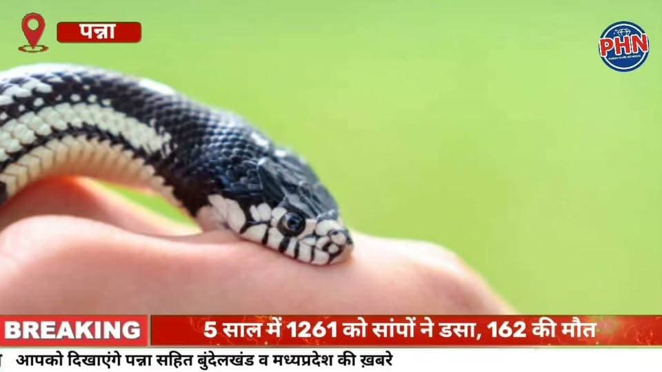 5 साल में 1261 को सांपों ने डसा, 162 की मौत, 67 फीसदी ने झाड़फूंक, अंधविश्वास और तंत्र-मंत्र पर भरोसा करने के चलते गंवाई जान