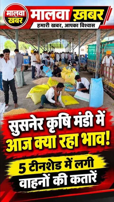 सुसनेर: कृषि मंडी में आज क्या रहा भाव,5 टीनशेड में लगी वाहनों की कतारें!