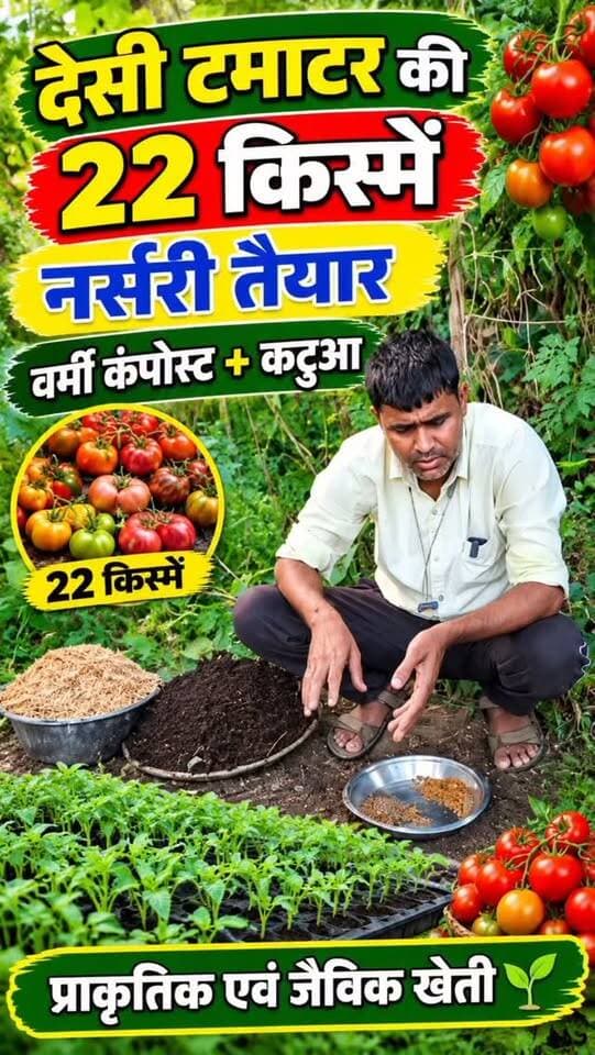 लेखन
🍅🌱 22 प्रकार के देसी टमाटर की नर्सरी तैयार! 🌱
🌿 वर्मी कंपोस्ट + कटुआ = प्राकृतिक खेती की ओर कदम! 💚
#देसीटमाटर #जैविकखेती #प्राकृतिकखेती #देसीबीज