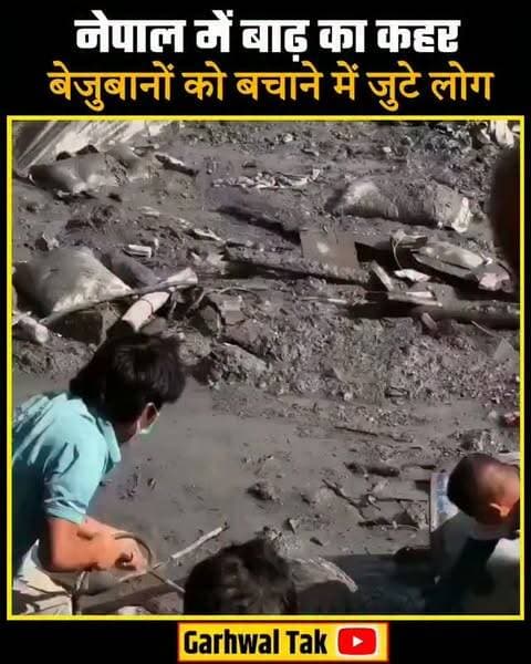 नेपाल में बाढ़ के बाद तबाही के बीच इंसानियत की एक शानदार तस्वीर सामने आई है। बाढ़ के पानी में फंसे बेजुबान जानवरों को बचाने के लिए स्थानीय लोग जी-जान से जुटे हुए हैं। अपनी जान जोखिम में डालकर लोग इन बेजुबानों को सुरक्षित स्थानों तक पहुंचाने की कोशिश कर रहे हैं। यह नजारा दिखाता है कि संकट कितना भी बड़ा हो, इंसानियत और जीवों के प्रति प्रेम कभी कम नहीं होता।