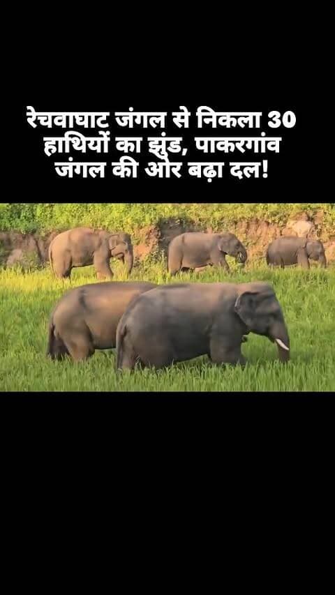 रेचवाघाट जंगल से निकला 30 हाथियों का झुंड! पाकरगांव जंगल की ओर बढ़ा दल।
#Jashpur #Rechwaghat #Pakargaon #ElephantHerd #हाथियोंकाझुंड जशपुर जशपुरसिपाही ElephantAlert