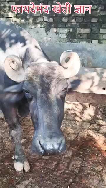 क्या ऐसी भैंस आपने देखी है? 🐄😲👈🏿 #viral #shorts #short #farming