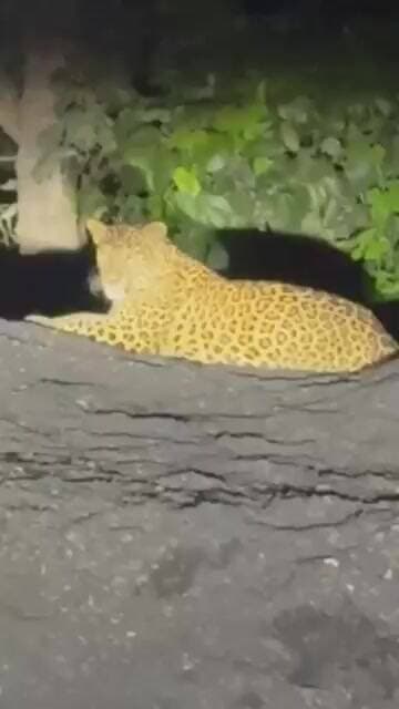 नवरात्रि में सिद्धपीठ मां बंजारी मंदिर के समीप दिखा तेंदुआ, बस चालक ने बनाया वीडियो, इलाके में दहशत.