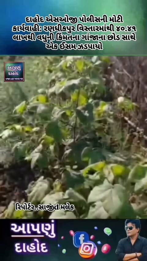 દાહોદ એસઓજી પોલીસની મોટી કાર્યવાહી: રણધીકપુર વિસ્તારમાંથી ૪૦.૪૧ લાખથી વધુની કિંમતના ગાંજાના છોડ સાથે એક ઈસમ ઝડપાયો
મુદ્દામાલ: ૧૮૫ લીલા ગાંજાના છોડ (કુલ વજન: ૮૦.૮૩૦ કિલોગ્રામ)
કિંમત: રૂપિયા ૪૦,૪૧,૫૦૦/-
સ્થળ: હિરાપુર ગામ (ખુણી ફળીયું), સિંગવડ તાલુકો, દાહોદ
આરોપી: સબુરભાઈ જોખનાભાઈ ભગોરા
દાહોદ એસઓજી શાખાના પોલીસ કર્મચારીઓને મળેલી બાતમીના આધારે રણધીકપુર પોલીસ સ્ટેશન વિસ્તારના હિરાપુર ગામે રેડ કરવામાં આવી હતી. આ દરમિયાન આરોપીના ખેતર અને ઘર પાછળ ગેરકાયદેસર રીતે વાવેતર કરેલ ગાંજાના છોડ મળી આવ્યા હતા. એફ.એસ.એલ. અધિકારી દ્વારા સ્થળ પર જ પરિક્ષણ કરાવતા તે ગાંજાના છોડ હોવાની પુષ્ટિ થઈ હતી. પોલીસે રૂ. ૪૦.૪૧ લાખનો મુદ્દામાલ જપ્ત કરી આરોપી વિરુદ્ધ એન.ડી.પી.એસ. (NDPS) એક્ટ હેઠળ ગુનો નોંધી કાયદેસરની કાર્યવાહી હાથ ધરી છે.