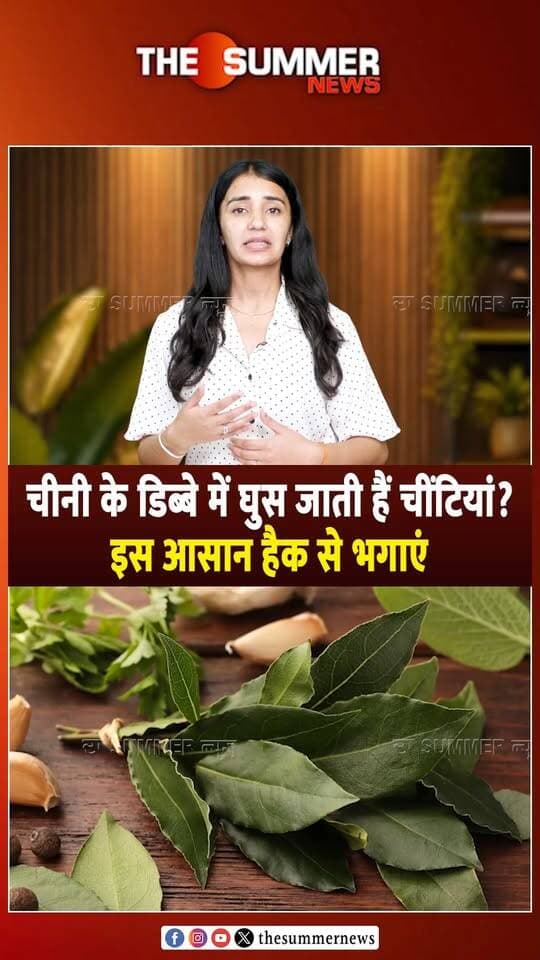 चीनी के डिब्बे में घुस जाती हैं चींटियां?, इस आसान हैक से भगाएं