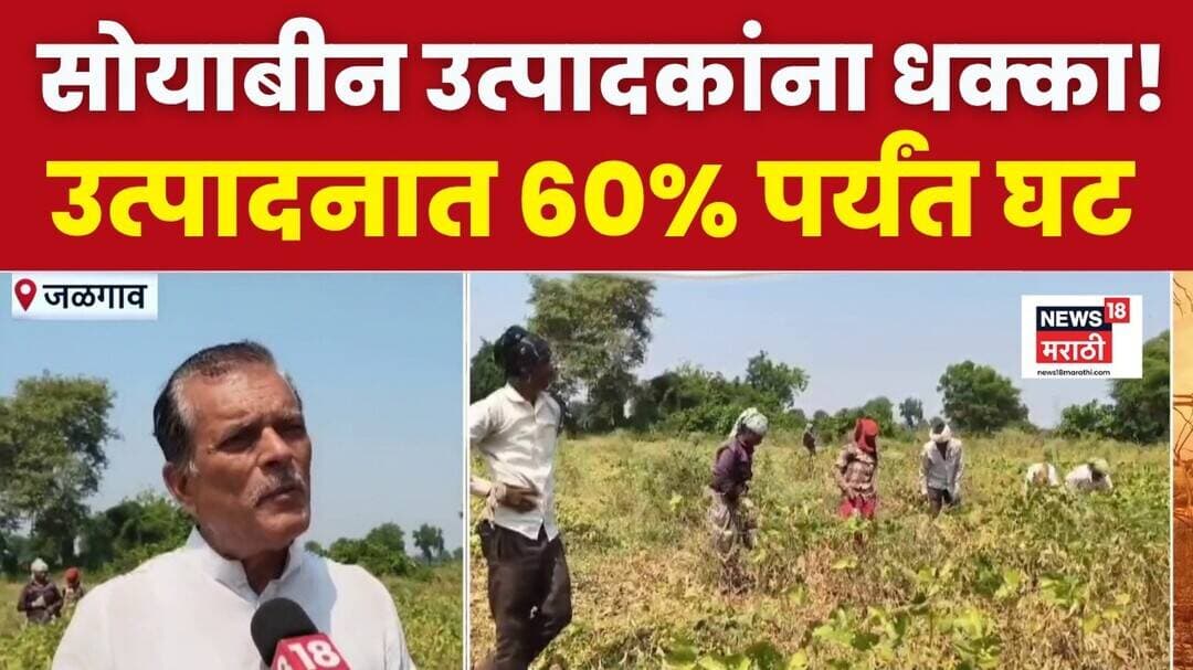 Jalgaon मध्ये पावसाची दडी, सोयाबीन उत्पादनात 60 टक्क्यांपर्यंत घट, शेतकरी चिंतेत