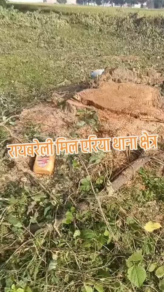 रायबरेली के मिल एरिया थाना क्षेत्र के बैरिहा पुरवा में बिना परमिट के चोरी से लकड़ी माफिया ने काटे 3 शीशम के पेड