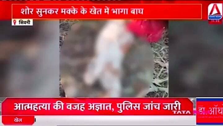 बाघ ने किया बकरी पर हमला, क्षेत्र में दहशत का माहौल