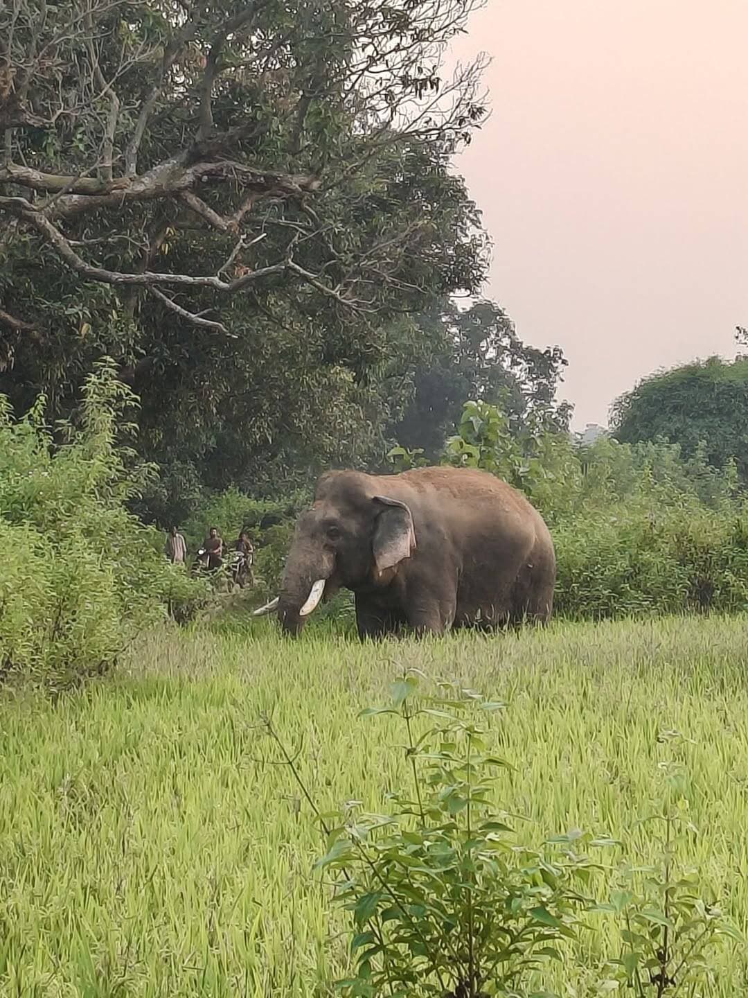 ଏହାଦେ ରାଜୁ ହାତୀ କୁଚିଣ୍ଡା ନର୍ସରୀ ପାଖେ ଥିବା ଘର ସାମ୍ନାରେ..
<nis:link nis:type=tag nis:id=elephant nis:value=elephant nis:enabled=true nis:link/> <nis:link nis:type=tag nis:id=amarkuchinda nis:value=amarkuchinda nis:enabled=true nis:link/> <nis:link nis:type=tag nis:id=kuchinda nis:value=kuchinda nis:enabled=true nis:link/>
