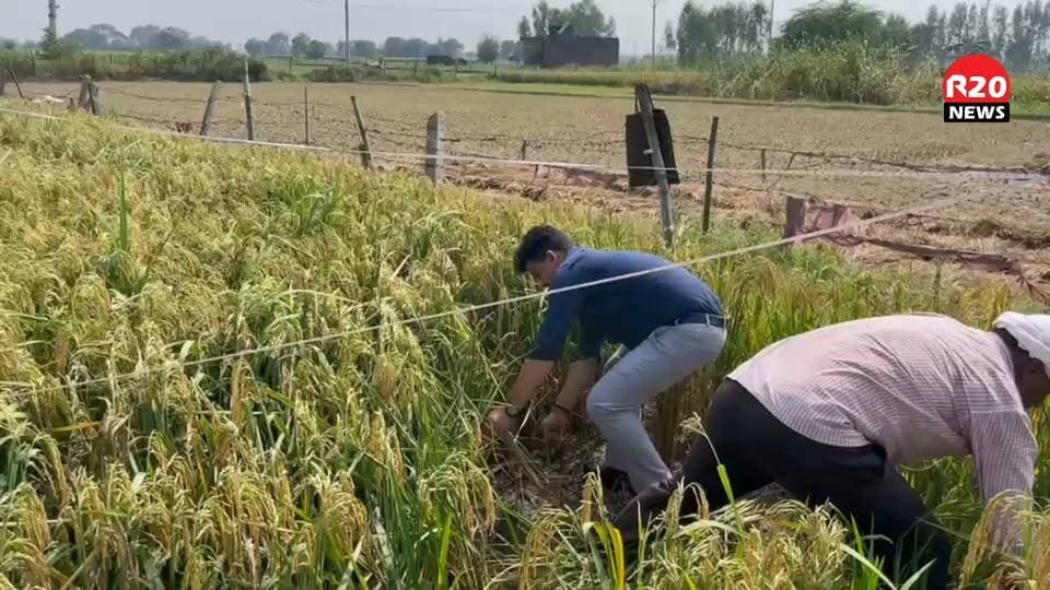 SDM चंदौसी आशुतोष तिवारी का फसल काटते हुए Video वायरल।
#PCSOfficer #chandausisdm #chandausi