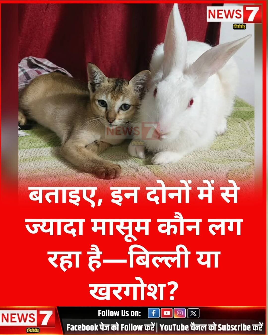 बताइए, इन दोनों में से ज्यादा मासूम कौन लग रहा है—बिल्ली या खरगोश? और दोस्ती को आपलोग क्या नाम देंगें ? कमेंट बॉक्स में जरूर बताएं ।