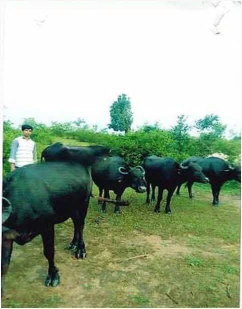 ➡️ सेवा संकल्प अभियान 2026: सेवा की कहानी
➡️ डेयरी फार्मिंग से आत्मनिर्भर बने बलवीर सिंह, पशुपालन से समृद्धि की ओर बढ़ाए कदम
➡️ आचार्य विद्यासागर गौ संवर्धन योजना बनी तरक्की की सीढ़ी
सेवा संकल्प अभियान 2026 के तहत ‘कहानी सेवा की’ श्रृंखला में आज हम बात कर रहे हैं देवरी विकासखंड के ग्राम बिजौरा खामखेड़ा निवासी 30 वर्षीय पशुपालक श्री बलवीर सिंह दांगी की, जिन्होंने आचार्य विद्यासागर गौ संवर्धन योजना का लाभ लेकर डेयरी फार्मिंग को आय का सशक्त माध्यम बनाया। आज वे प्रतिदिन शुद्ध दूध की आपूर्ति कर आत्मनिर्भर बने हैं और अन्य किसानों के लिए प्रेरणा भी हैं।
बलवीर सिंह बताते हैं कि दूध में मिलावट की खबरों और शुद्ध दूध की कमी ने उन्हें डेयरी फार्म शुरू करने के लिए प्रेरित किया। जून 2025 में उन्होंने आचार्य विद्यासागर गौ संवर्धन योजना की जानकारी पशु चिकित्सालय गौरझामर और उपसंचालक पशु चिकित्सा सेवाएं, जिला सागर की योजना शाखा से प्राप्त की।
योजना के अंतर्गत पांच उन्नत नस्ल की मुर्रा भैंसों के लिए आवेदन किया। बैंक से ऋण स्वीकृत होने और अनुदान संबंधी प्रक्रिया पूरी होने के बाद उन्होंने हरियाणा के करनाल से 3 लाख 30 हजार रुपये की लागत से पांच मुर्रा भैंसें खरीदीं। प्रत्येक भैंस की दूध देने की क्षमता लगभग 9 लीटर प्रतिदिन है। उन्होंने भैंसों का बीमा और टीकाकरण भी कराया।
प्रतिदिन 30 लीटर दूध की आपूर्ति, हर माह 16 हजार रुपये से अधिक की बचत
बलवीर सिंह के पास स्वयं की सिंचित कृषि भूमि है, जिससे हरा चारा और भूसा पर्याप्त मात्रा में उपलब्ध होता है। इससे पशुओं के चारे पर खर्च कम होता है। ग्राम से लगभग पांच किलोमीटर दूर गौरझामर कस्बे में दूध और खोया की मांग अच्छी है। वे प्रतिदिन लगभग 30 लीटर दूध की आपूर्ति करते हैं, जिससे सभी खर्चों के बाद उन्हें प्रतिमाह 16 हजार रुपये से अधिक की बचत होती है।
उन्होंने बचत से बैंक ऋण की किस्तें चुकाईं और व्यवसाय का विस्तार करते हुए 12 अतिरिक्त मुर्रा भैंसें भी खरीदीं। पशुपालन से दूध के साथ गोबर और गौमूत्र के उपयोग से अतिरिक्त आय के अवसर भी मिले। खेती और पशुपालन के समन्वय से उनकी आर्थिक स्थिति मजबूत हुई।
दूसरे किसानों को भी कर रहे प्रेरित
बलवीर सिंह बताते हैं कि पशुपालन विभाग के सहयोग से उन्हें योजना का लाभ लेने में सहायता मिली। अब वे अपने अनुभव अन्य किसानों के साथ साझा कर उन्हें भी सरकारी योजनाओं का लाभ लेकर पशुपालन को आय का माध्यम बनाने के लिए प्रेरित कर रहे हैं। आचार्य विद्यासागर गौ संवर्धन योजना ने बलवीर सिंह को अपना व्यवसाय आगे बढ़ाने का अवसर दिया।
<nis:link nis:type=tag nis:id=jansamparkmp nis:value=jansamparkMP nis:enabled=true nis:link/> <nis:link nis:type=tag nis:id=sagar nis:value=sagar nis:enabled=true nis:link/>
