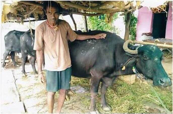 ➡️ सेवा संकल्प अभियान 2026: सेवा की कहानी
➡️ आचार्य विद्यासागर गौ संवर्धन योजना से महेश यादव की बदली तकदीर, डेयरी व्यवसाय से बढ़ी आय
सेवा संकल्प अभियान 2026 के तहत ‘कहानी सेवा की’ श्रृंखला में आज हम बात कर रहे हैं ग्राम सागोनी उमरिया निवासी सीमांत कृषक श्री महेश यादव की, जिन्होंने आचार्य विद्यासागर गौ संवर्धन योजना का लाभ लेकर पशुपालन को अपनी आय का सशक्त माध्यम बनाया है। कभी उन्नत नस्ल के दुधारू पशुओं की कमी से जूझ रहे महेश यादव आज डेयरी व्यवसाय के माध्यम से अपनी आर्थिक स्थिति मजबूत कर रहे हैं।
महेश यादव बताते हैं कि उन्हें खेती-किसानी के साथ पशुपालन का शौक था, लेकिन सीमित संसाधनों के कारण वे उन्नत नस्ल के दुधारू पशु नहीं खरीद पा रहे थे। इसी दौरान उन्हें अखबार के माध्यम से आचार्य विद्यासागर गौ संवर्धन योजना की जानकारी मिली। उन्होंने पशु चिकित्सालय राहतगढ़ पहुंचकर योजना की जानकारी ली और आवश्यक दस्तावेजों के साथ आवेदन प्रस्तुत किया। पशुपालन विभाग द्वारा उनका आवेदन ऋण स्वीकृति के लिए बैंक भेजा गया।
दिसंबर 2025 में बैंक से ऋण स्वीकृत होने और शासन से 1 लाख 6 हजार 250 रुपये का अनुदान मिलने के बाद उन्होंने हरियाणा से पांच उन्नत नस्ल की मुर्रा भैंसें खरीदीं। इनका तीन वर्ष का बीमा भी कराया। प्रत्येक भैंस से लगभग 9 लीटर दूध प्राप्त होने लगा। दूध की अच्छी खपत के कारण उन्हें प्रतिमाह 12 हजार रुपये से अधिक की शुद्ध आय होने लगी। इसके बाद उन्होंने अपनी बचत और व्यवसाय से प्राप्त आय के आधार पर बैंक ऋण चुकाने के साथ पशुपालन का विस्तार किया और 10 अतिरिक्त मुर्रा भैंसें भी खरीदीं।
गोबर गैस और जैविक खाद से खेती को भी मिला लाभ
महेश यादव ने पशुपालन के साथ पर्यावरण अनुकूल उपायों को भी अपनाया। उन्होंने गोबर गैस संयंत्र स्थापित किया, जिसमें भैंसों से प्राप्त गोबर का उपयोग खाना बनाने के लिए किया जाता है। गोबर गैस संयंत्र से निकलने वाली जैविक खाद का उपयोग खेतों में करने से फसल उत्पादन में भी वृद्धि हुई। इस प्रकार पशुपालन और खेती की पूरकता से उन्हें अतिरिक्त लाभ मिलने लगा। महेश यादव के अनुसार, वर्तमान में उनकी वार्षिक आय ढाई लाख रुपये से अधिक हो गई है। वे अपने अनुभव अन्य किसान भाइयों के साथ साझा कर उन्हें भी योजना का लाभ लेने के लिए प्रेरित कर रहे हैं।
<nis:link nis:type=tag nis:id=jansamparkmp nis:value=jansamparkMP nis:enabled=true nis:link/> <nis:link nis:type=tag nis:id=sagar nis:value=sagar nis:enabled=true nis:link/>