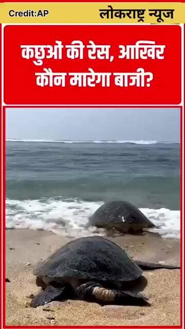 कछुओं की रेस, आखिर कौन मारेगा बाजी? VIDEO VIRAL