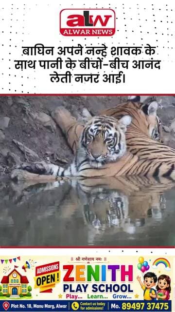 तालाब में शावक के साथ डुबकी लगाती दिखी बाघिन #alwarnews #trending #shrots #tiger