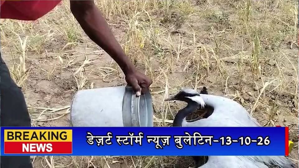 जैसलमेर में हाई वोल्टेज लाइन में फंसकर खेत में गिरा सागर पक्षी, भीषण गर्मी में रेस्क्यू का इंतजार
