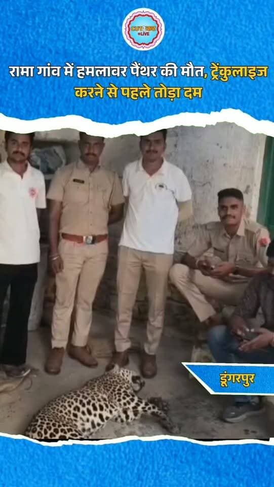 डूंगरपुर जिले की आसपुर तहसील के रामा गांव में सोमवार को 3 ग्रामीणों को घायल करने वाली मादा पैंथर की मंगलवार को मौत हो गई। वन विभाग की टीम पैंथर को ट्रेंकुलाइज करने की तैयारी कर ही रही थी कि उससे पहले ही उसने दम तोड़ दिया। एसीएफ गौतम मीणा के अनुसार, झाड़ियों में घायल अवस्था में मिली पैंथर की मौके पर ही मौत हो गई। वन विभाग ने शव को कब्जे में लेकर आसपुर फॉरेस्ट कार्यालय में पोस्टमार्टम के बाद अंतिम संस्कार कर दिया है। घायलों का अस्पताल में इलाज जारी है।
#Dungarpur #Aspur #RamaVillage #PantherAttack #ForestDepartment