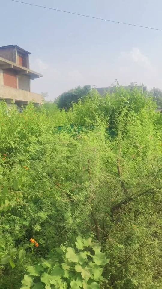 सीधी के sdm वा तहसीलदार कर रहे कलेक्टर के आदेश की अवहेलना, जाने क्या था मामला