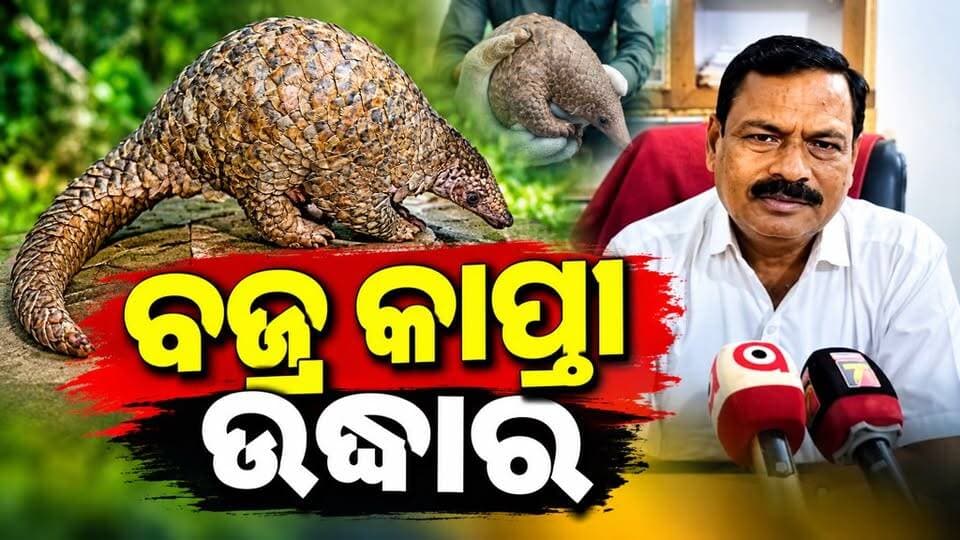 #ଦୁର୍ଗା_ପୂଜା_ମଣ୍ଡପ_ନିକଟରେ_ବଜ୍ର_କାପ୍ତା_ଉଦ୍ଧାର
ବୋରିଗୁମ୍ମା ସହର ର ମାଣିକେଶ୍ୱରୀ ଦୁର୍ଗା ମଣ୍ଡପ ନିକଟ ରୁ ଦୁଇଟି ବଜ୍ର କାପ୍ତା ବୁଲୁ ଥିବା ପୂଜା କମିଟିର ସଦସ୍ୟ ମାନେ ଦେଖି ଥିଲେ।ଗୋଟିଏ ବଜ୍ର କାପ୍ତା କେଉଁ ଆଡେ ଚାଲିଗଲା ଗୋଟିଏ ବଜ୍ର କାପ୍ତା ଟିକୁ ଉଦ୍ଧାର କରି ବୋରିଗୁମ୍ମା ବନ ବିଭାଗ କୁ ଖବର ଦେଲେ ବନ ବିଭାଗ ପହଂଚି ବଜ୍ରକାପ୍ତା ଟିକୁ ଉଦ୍ଧାର କରି ବନ ବିଭାଗ କାର୍ଯ୍ୟାଳୟ ରେ ସୁରକ୍ଷିତ ଭାବେ ରଖାଯାଇଛି।
#borigumna #Koraput #koraputmedia #Odisha