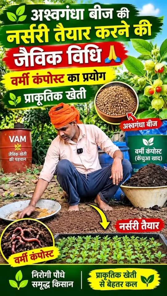 लेखन
🌱🌿 अश्वगंधा बीज की नर्सरी तैयार करने की जैविक विधि 🌿
🙏 प्राकृतिक एवं जैविक खेती की दिशा में एक और कदम! अश्वगंधा के बीज की नर्सरी तैयार करने के लिए वर्मी कंपोस्ट (केंचुआ खाद) का प्रयोग किया जा रहा है। 🌱
💚 जैविक पदार्थों से भरपूर मिट्टी और सही देखभाल से नर्सरी को बेहतर शुरुआत देने का प्रयास।
🚜 किसान भाइयों, प्राकृतिक खेती अपनाएँ और इस जानकारी को अधिक से अधिक लोगों तक पहुँचाएँ।
🙏 वीडियो पसंद आए तो Like ❤️, Share 🔄 और Follow जरूर करें।
#अश्वगंधा #जैविकखेती #वर्मीकंपोस्ट #प्राकृतिकखेती #किसान