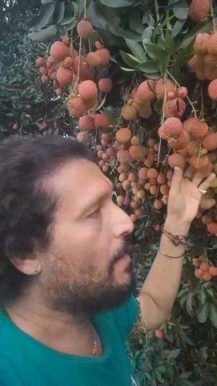 বাংলার বিখ্যাত লিচু #facebookviral #facebookpost #facebookvideo #agricultura