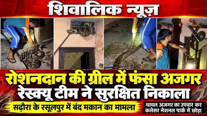 सढौरा के रसूलपुर में बंद पड़े मकान की ग्रील में फसा अजगर घायल रेस्क्यू टीम ने छोड़ा कलेसर नेशनल पार्क में
#YamunaNagar #SnackAttack #अजगर