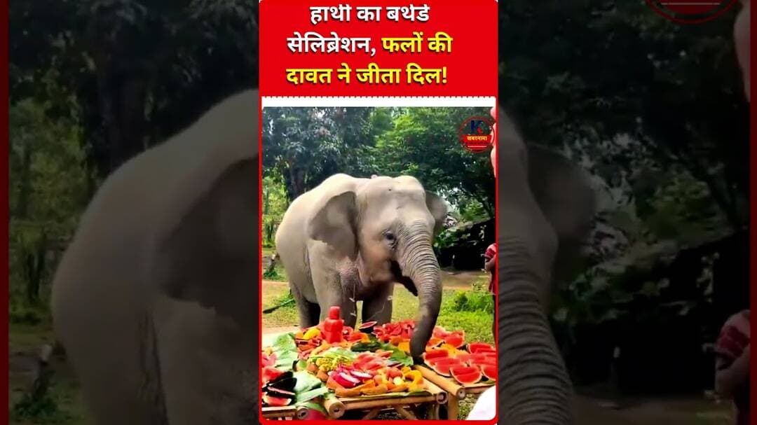 Elephant ने फलों की दावत के साथ मनाया अपना Birthday! Video Viral 🐘🎂🍉