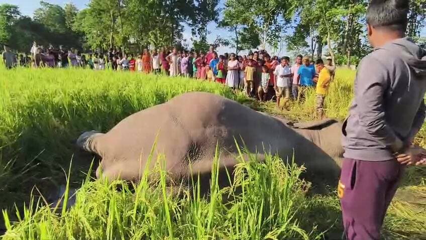 নাগরাকাটা: নাগরাকাটায় ধানখেতে দাঁতাল হাতির মৃতদেহ উদ্ধার, বিদ্যুৎস্পৃষ্টতায় মৃত্যু অনুমান