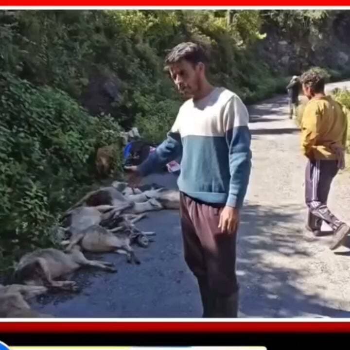 उत्तराखंड के बायला गांव में दहशत
बकरियों को बाघ ने बनाया निशाना
