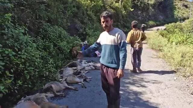 चकराता: चकराता में गुलदार ने लगभग 24 बकरियां मार डालीं, वन विभाग को सूचित