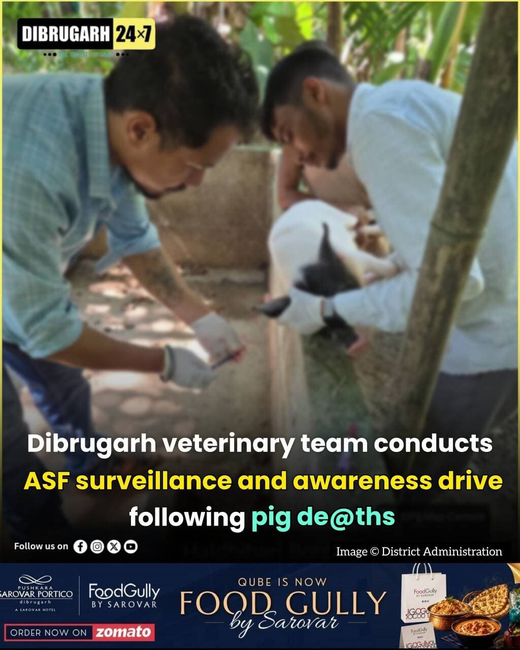 <nis:link nis:type=tag nis:id=news nis:value=News nis:enabled=true nis:link/> | A departmental veterinary team conducted field surveillance and public awareness activities in the Naharani area of Dibrugarh on October 13, 2026, following reports of pig m*rtality. The initiative was undertaken to monitor the situation and prevent the spread of African Swine Fever (ASF) and other contagious animal diseases.
As part of the surveillance drive, the team collected four blood samples from pigs in nearby areas for testing against African Swine Fever and other contagious diseases. The samples will help assess the situation and support efforts to safeguard animal health.
The department also conducted public awareness activities by distributing information leaflets among 16 households in the affected areas. Of these, 12 households were in Naharani Sonowal and four were in Baghtoli Pathar Gaon.
The Animal Husbandry and Veterinary Department, Assam, continues to undertake field surveillance, sample collection and public awareness initiatives to monitor the situation and prevent the potential spread of the disease.